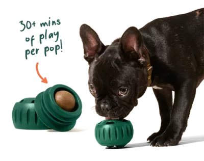 Woof's pupsicle