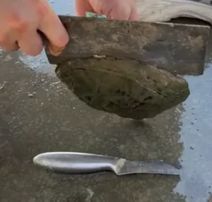opening oyster